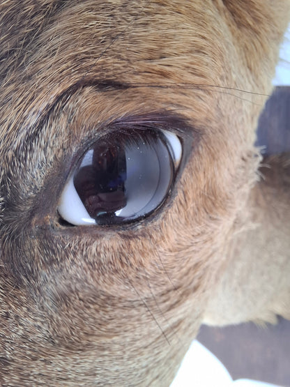 Deer Head (UK Only)