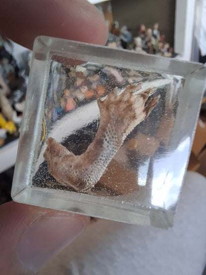Lizard Leg