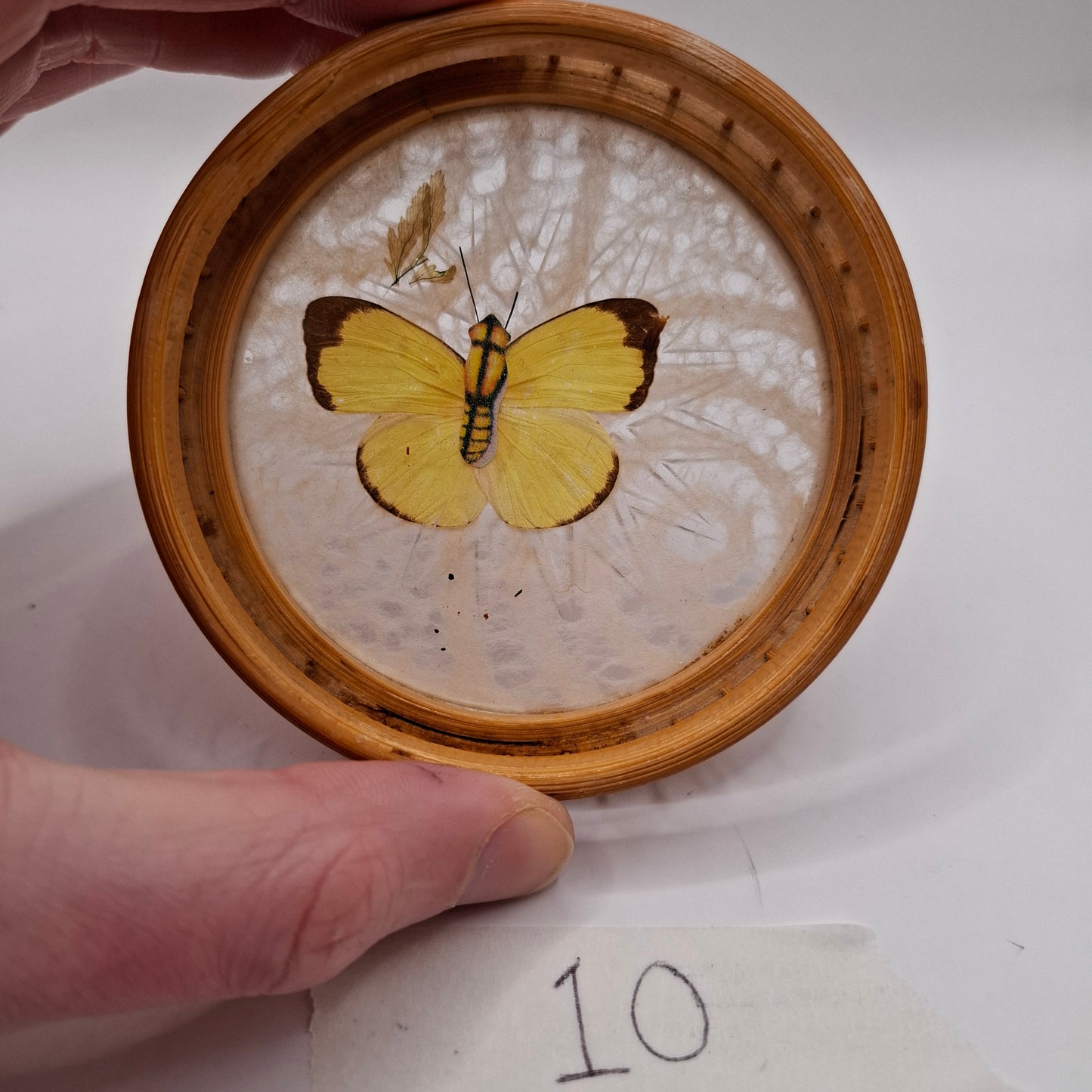 Butterfly Coasters