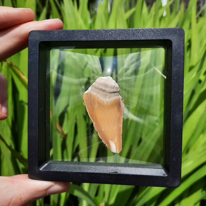 Framed Shark Teeth