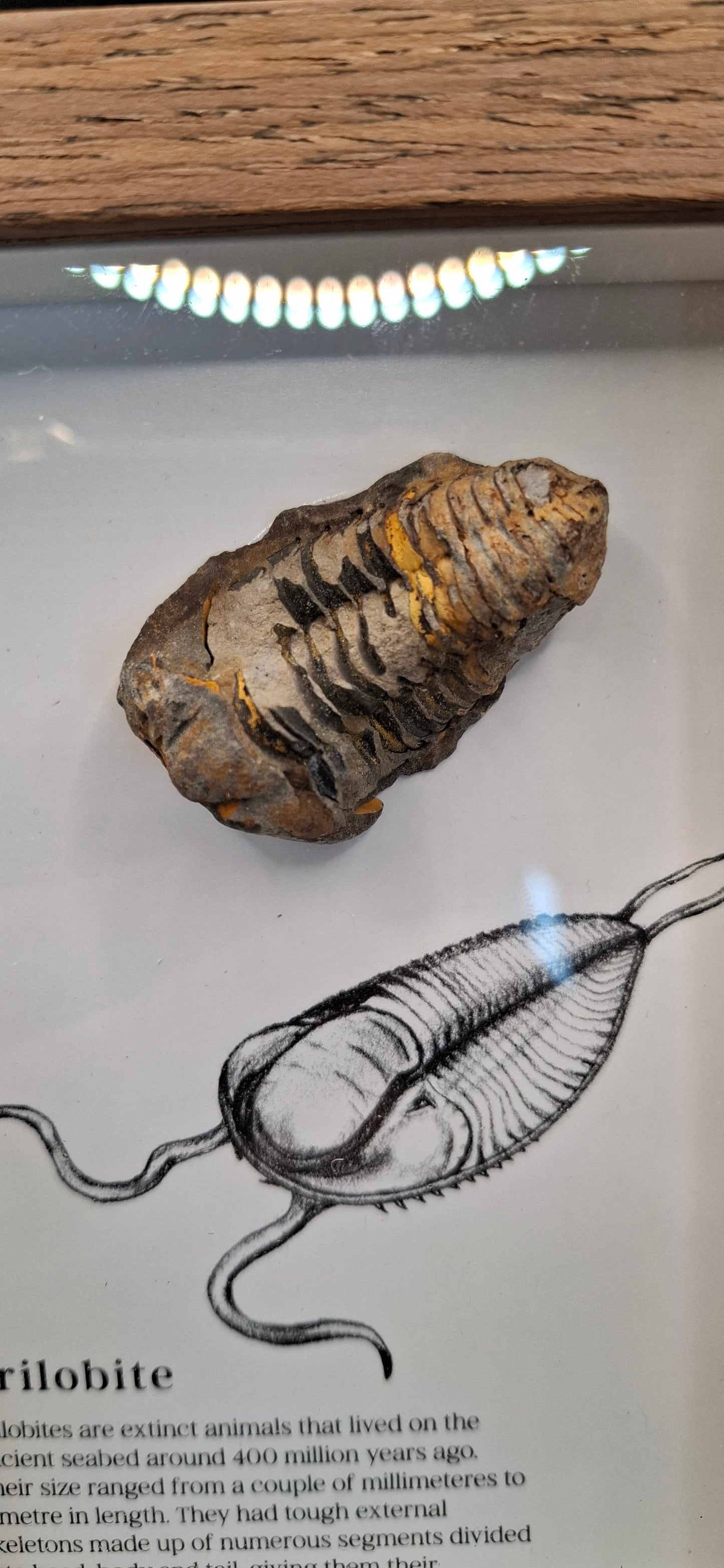 Framed Trilobite Fossil