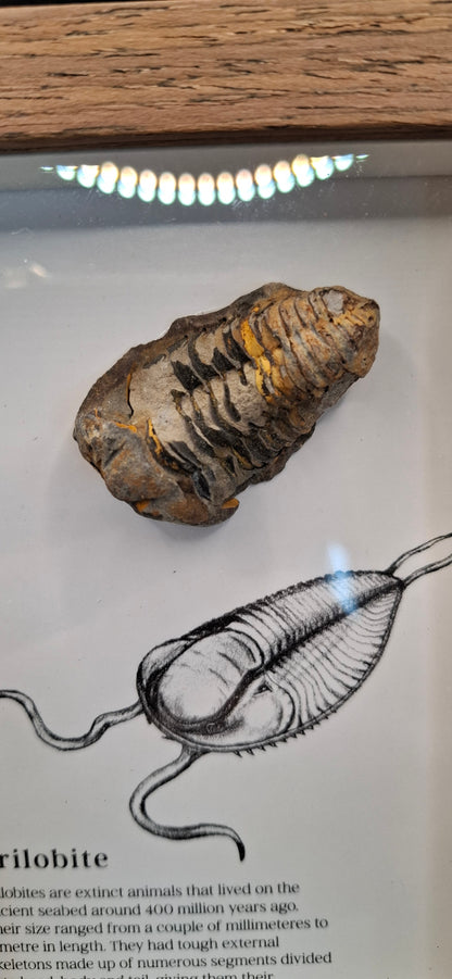 Framed Trilobite Fossil