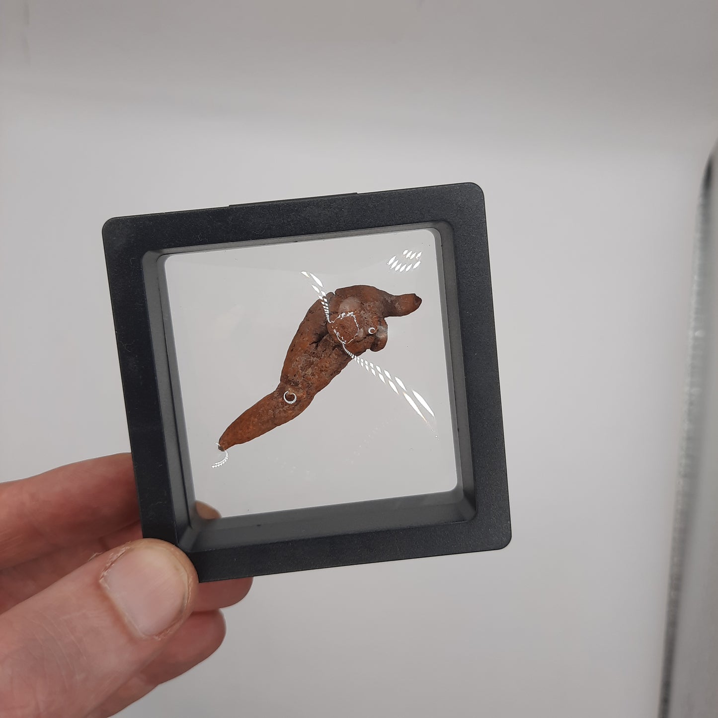 Framed Fossilised Shit