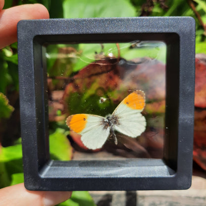 Framed Broken Butterflies