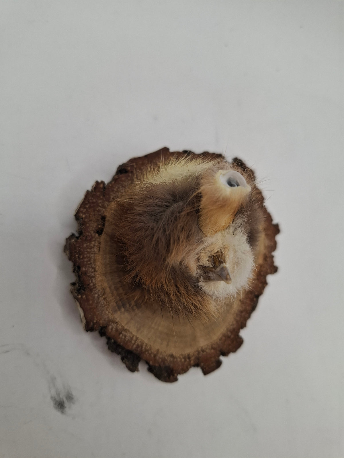 Little Head