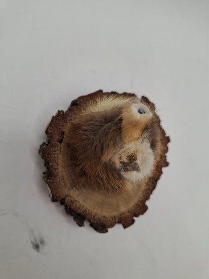 Little Head