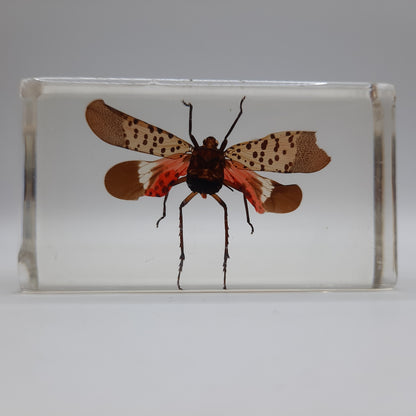 Insect Specimens RELOADED