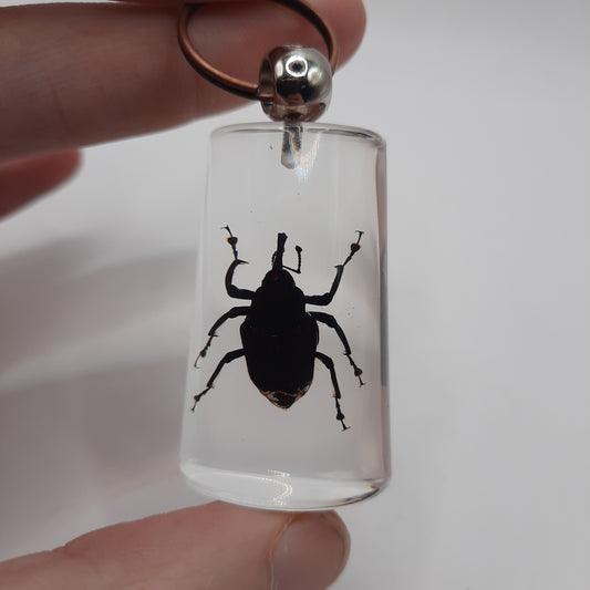 Bamboo Weevil Keyring