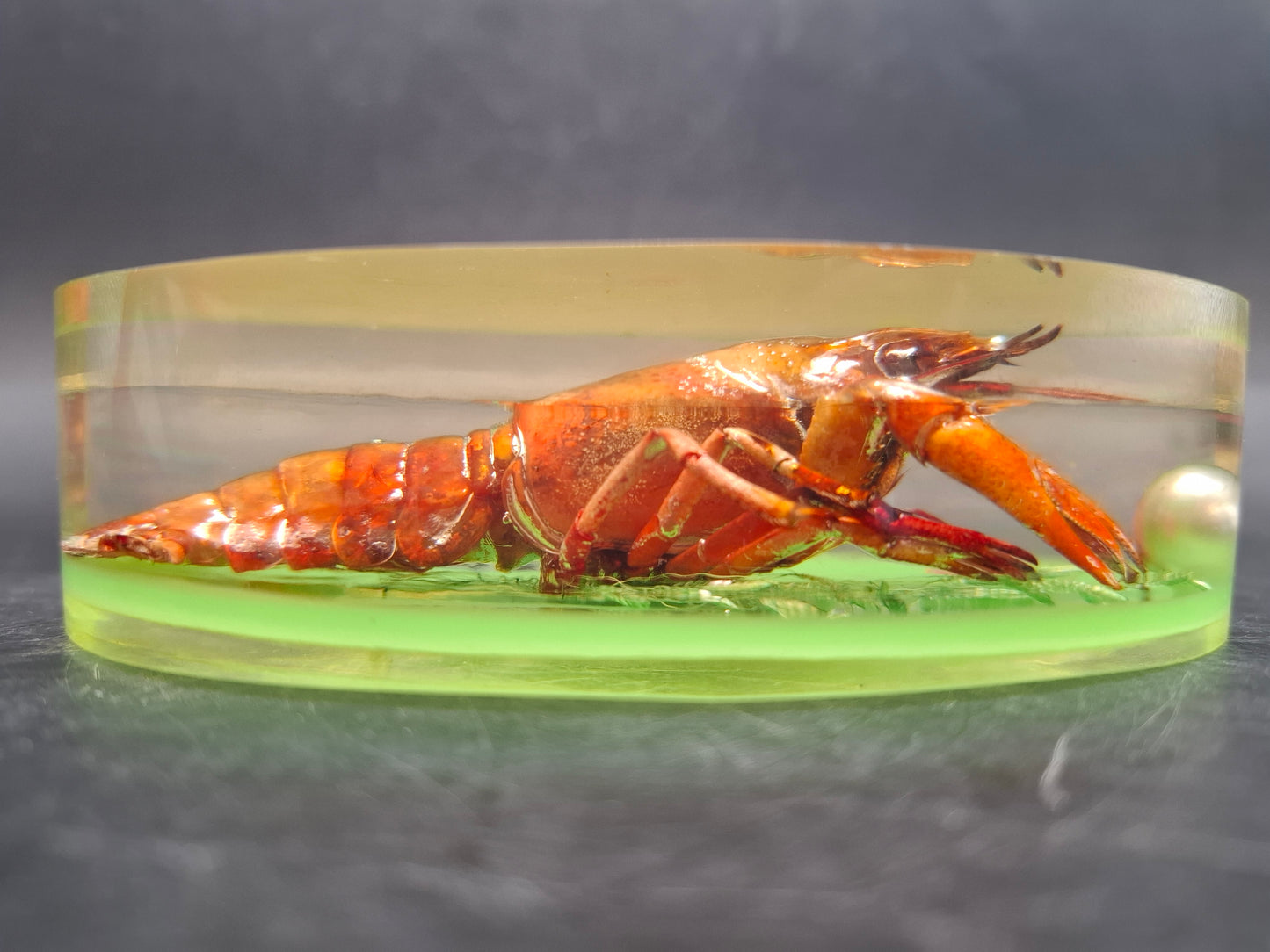 Crayfish In Resin
