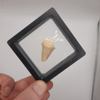 Framed Shark Teeth