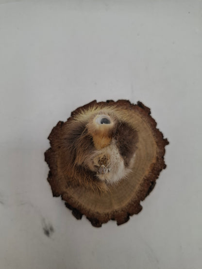 Little Head