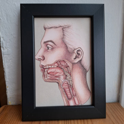 Framed Illustrations (Anatomical and more)
