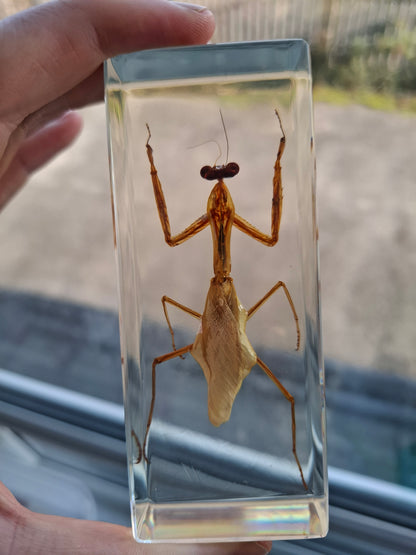 Father Mantis