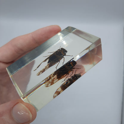 Insect Specimens RELOADED