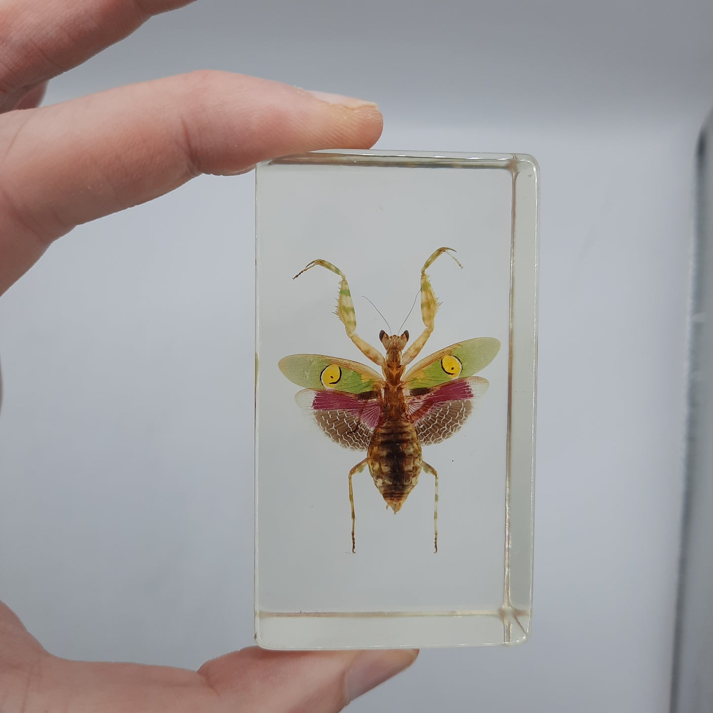 Insect Specimens RELOADED