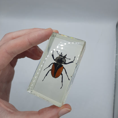 Insect Specimens RELOADED