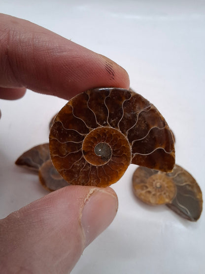 Ammonite Half