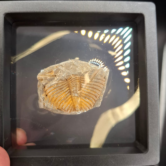 Trilobite Fossil