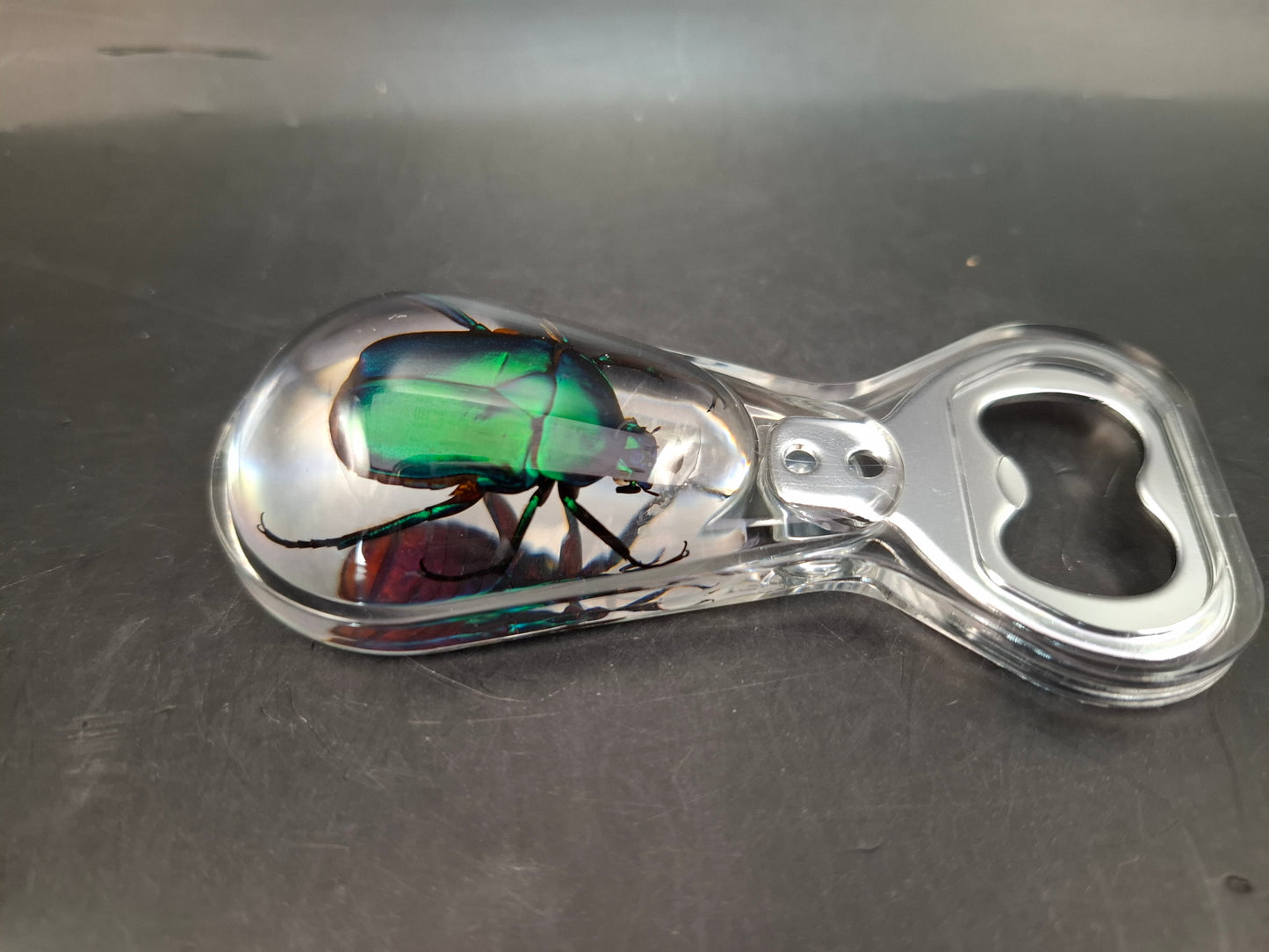 Chafer Beetle Bottle Opener
