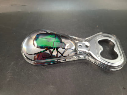 Chafer Beetle Bottle Opener