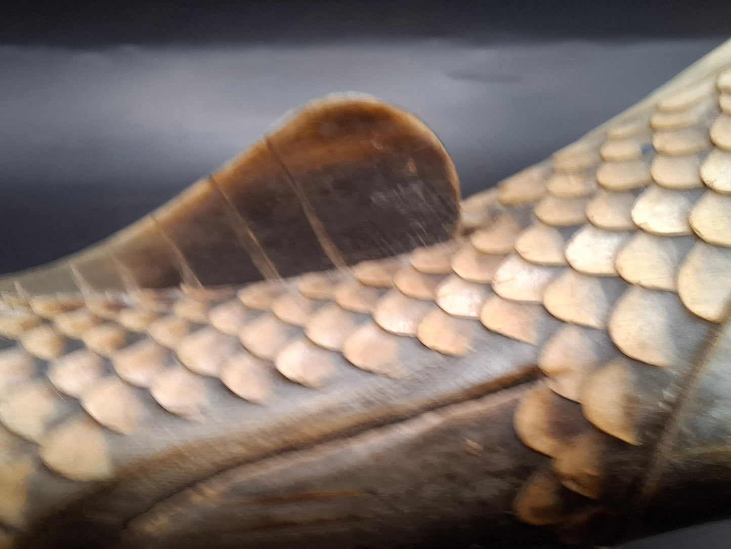 Fish Horn Carving (UK Only)