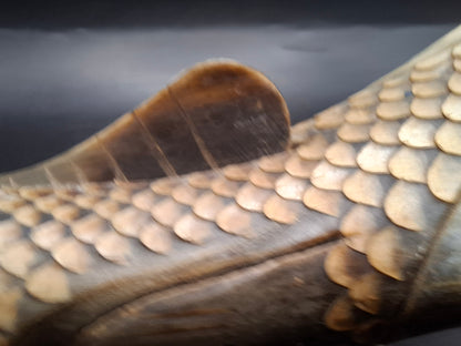 Fish Horn Carving (UK Only)