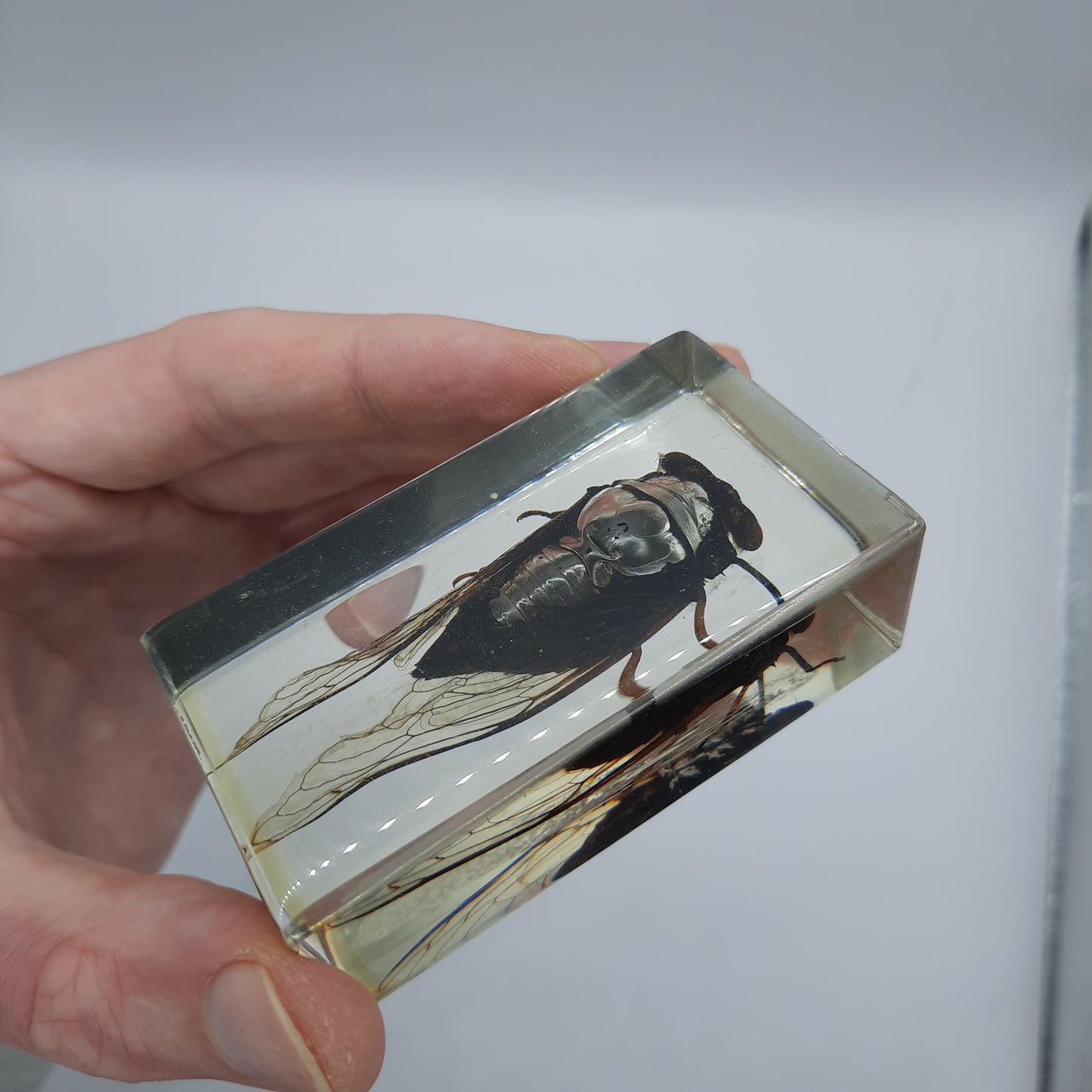 Insect Specimens RELOADED