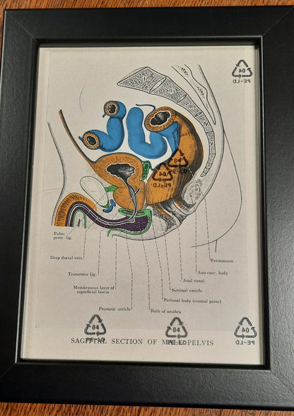 Antique Coloured Anatomical Diagrams (Framed)