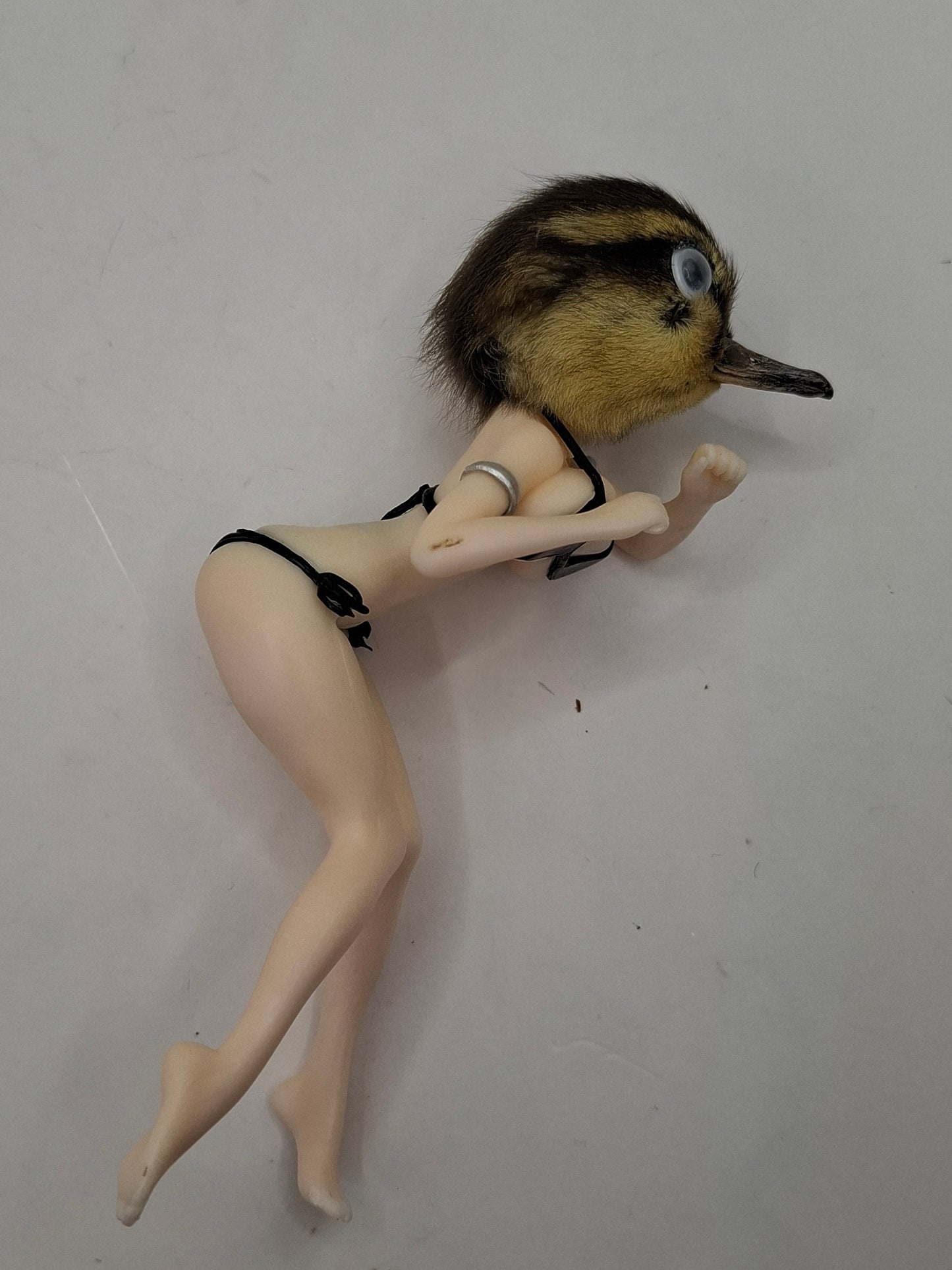 Peeping Duck