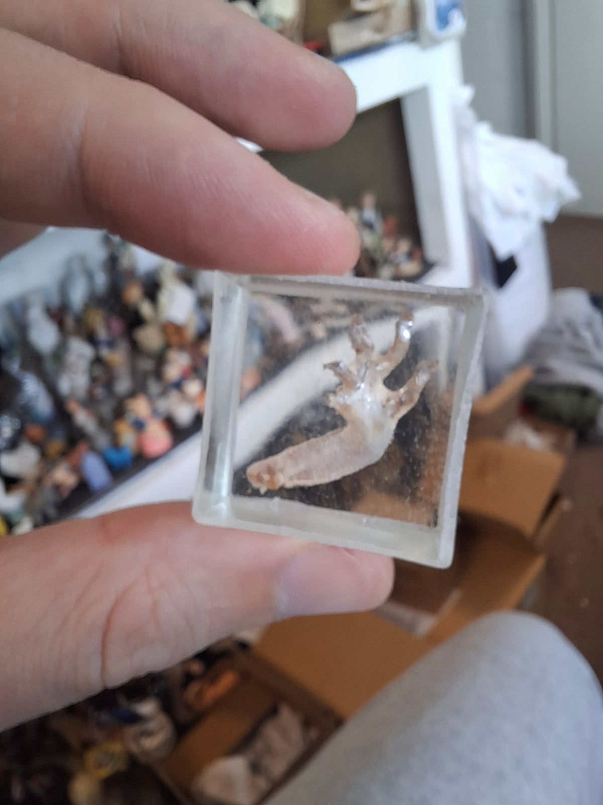 Lizard Leg