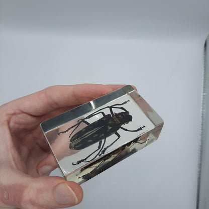 Insect Specimens RELOADED