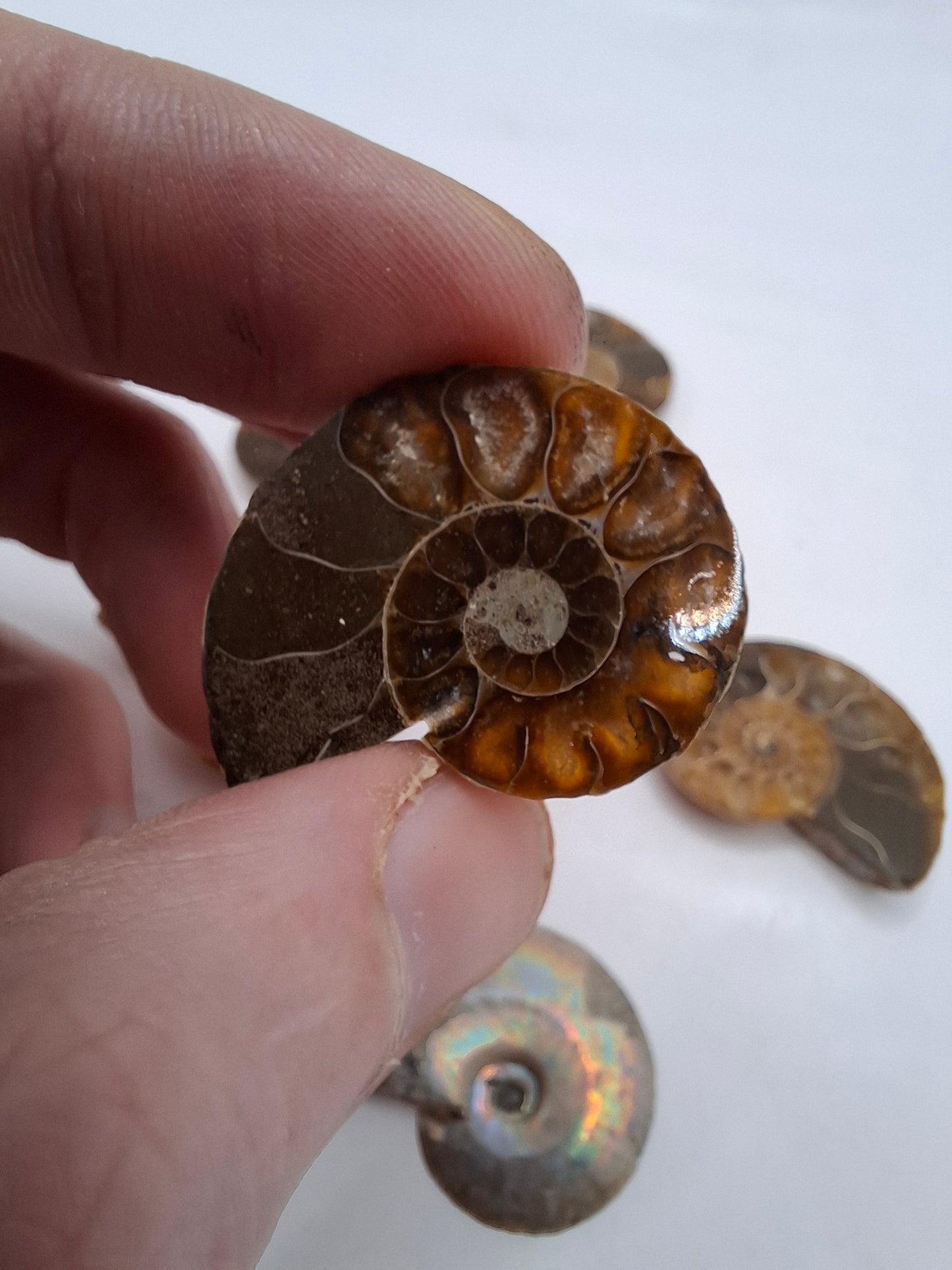 Ammonite Half