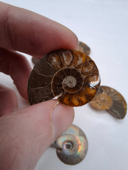 Ammonite Half