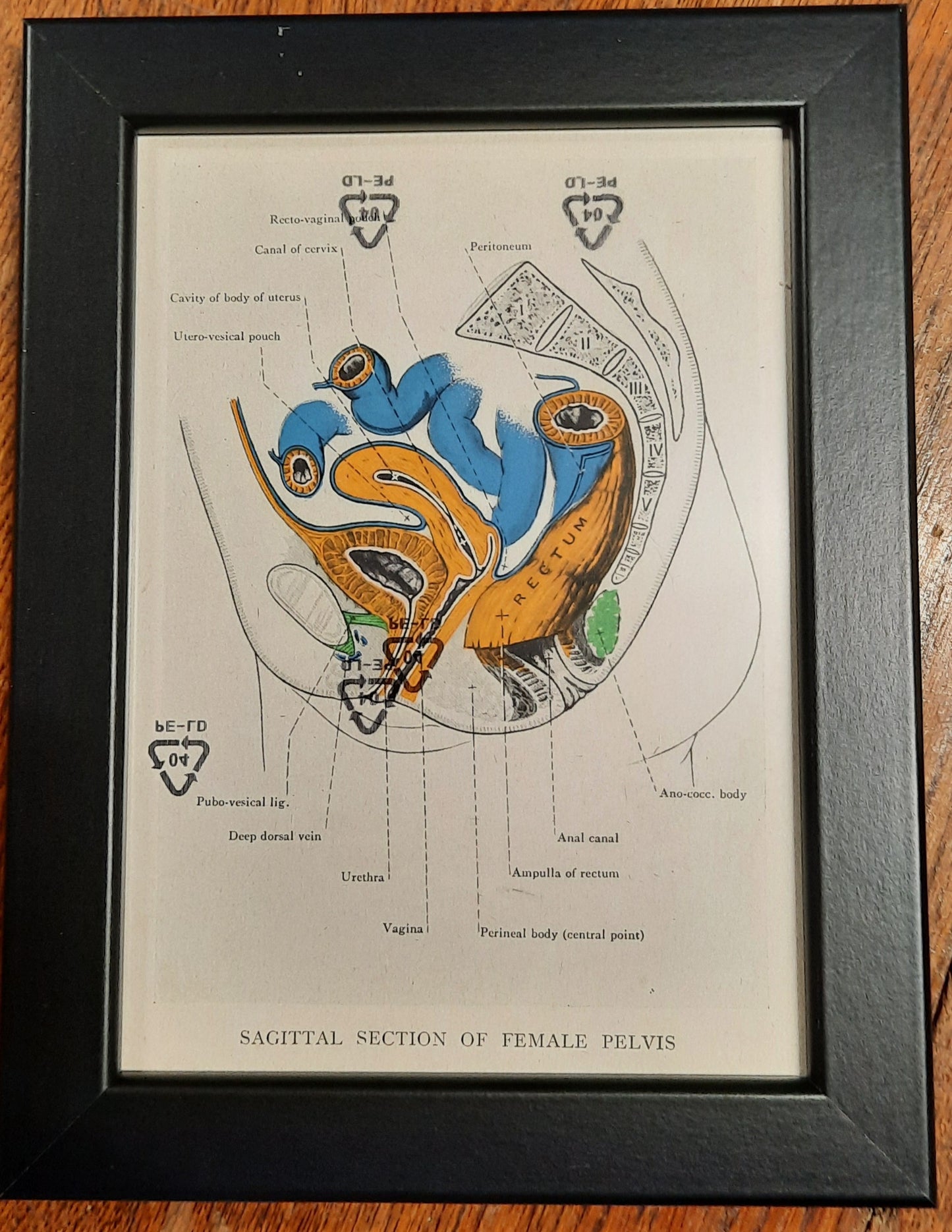 Antique Coloured Anatomical Diagrams (Framed)