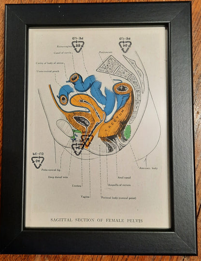 Antique Coloured Anatomical Diagrams