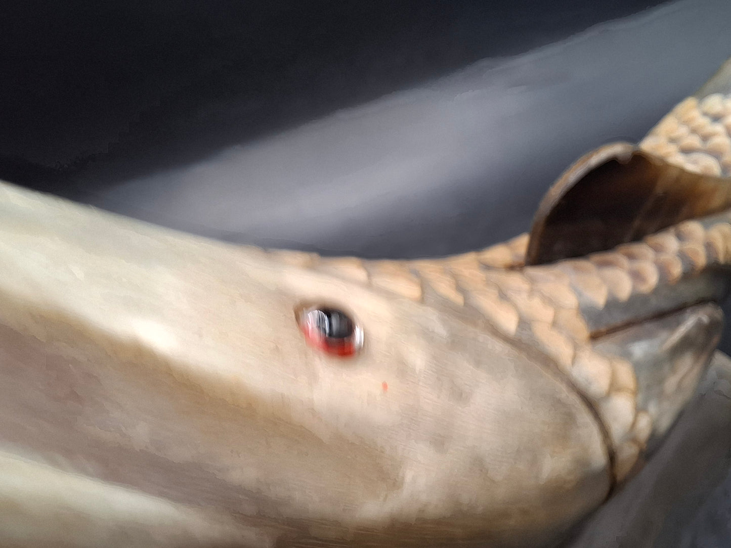 Fish Horn Carving (UK Only)