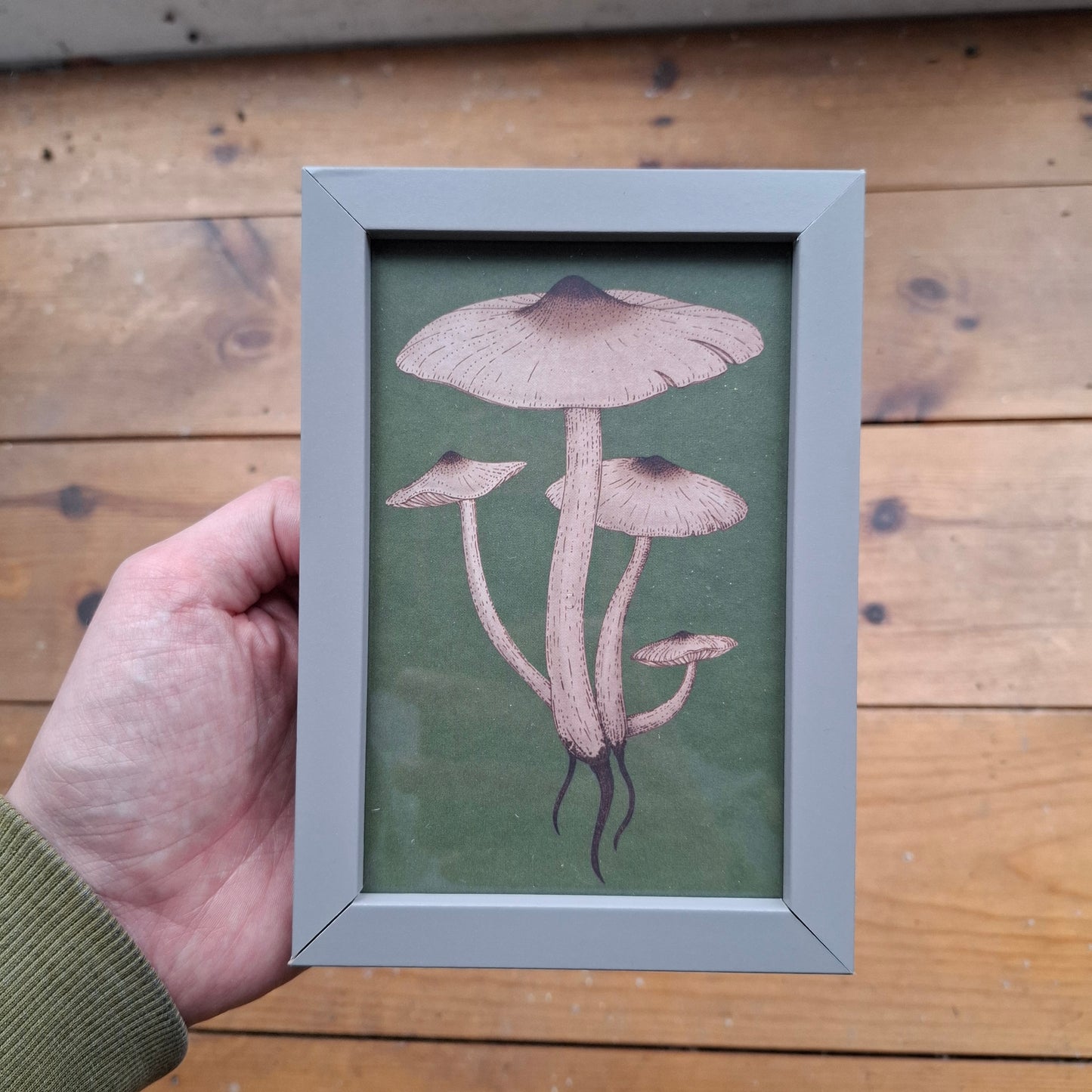 Framed Illustrations (Anatomical and more)