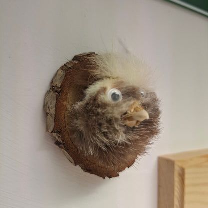 Little Head