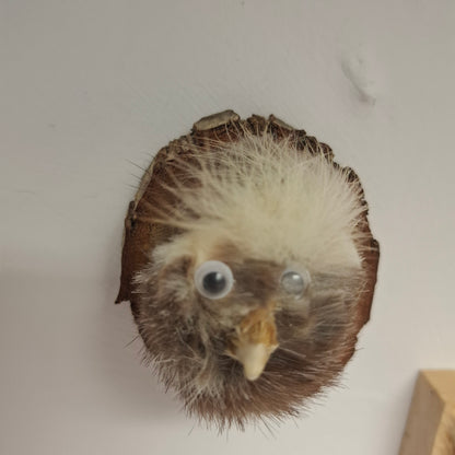 Little Head