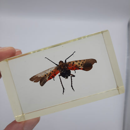 Insect Specimens RELOADED