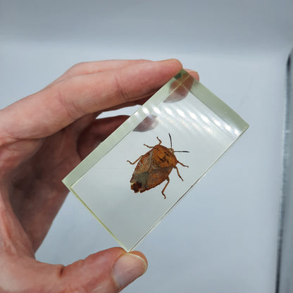 Insect Specimens RELOADED