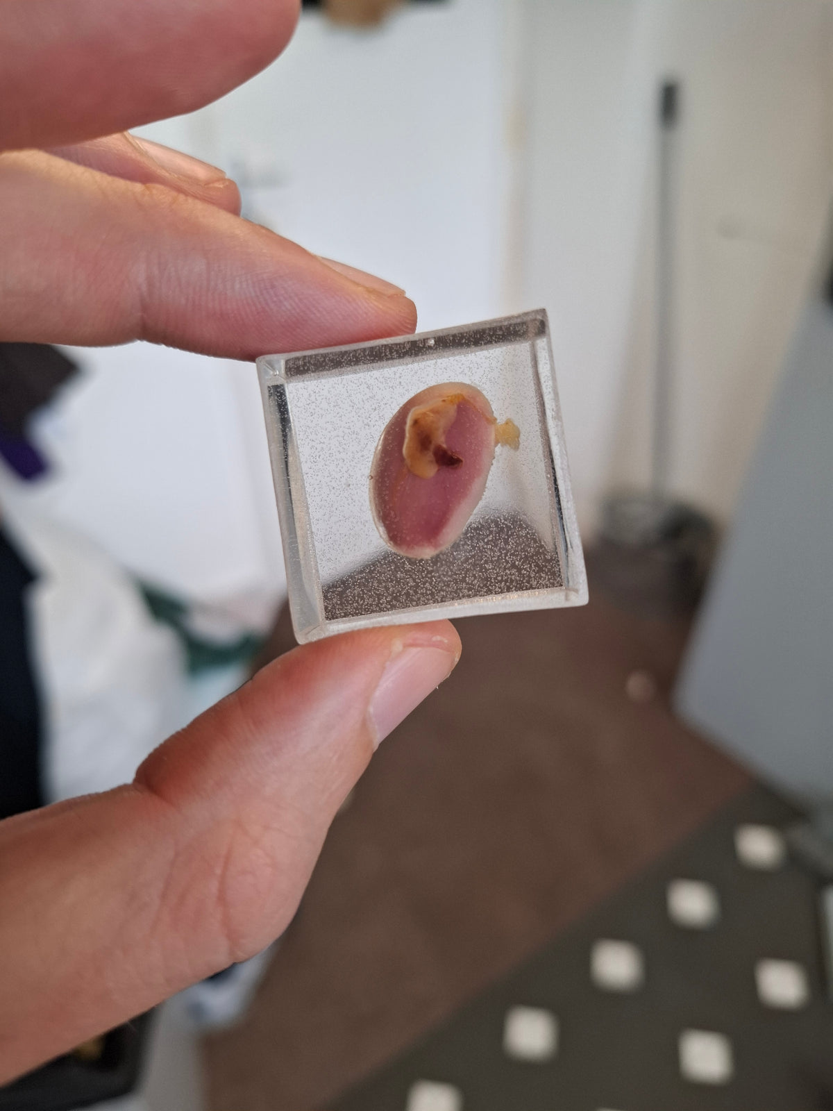 Rat Bollock