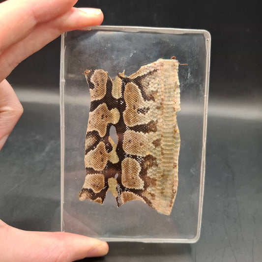 Snake Skin