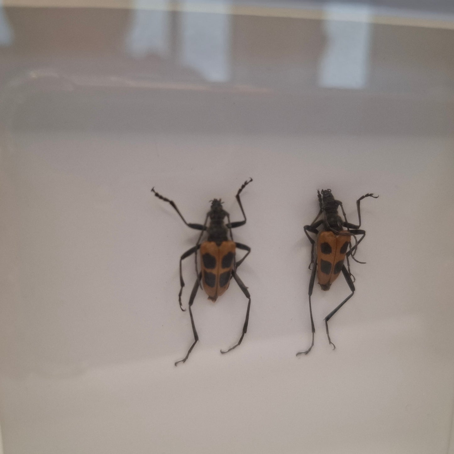 Framed Beetles