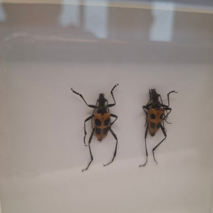 Framed Beetles