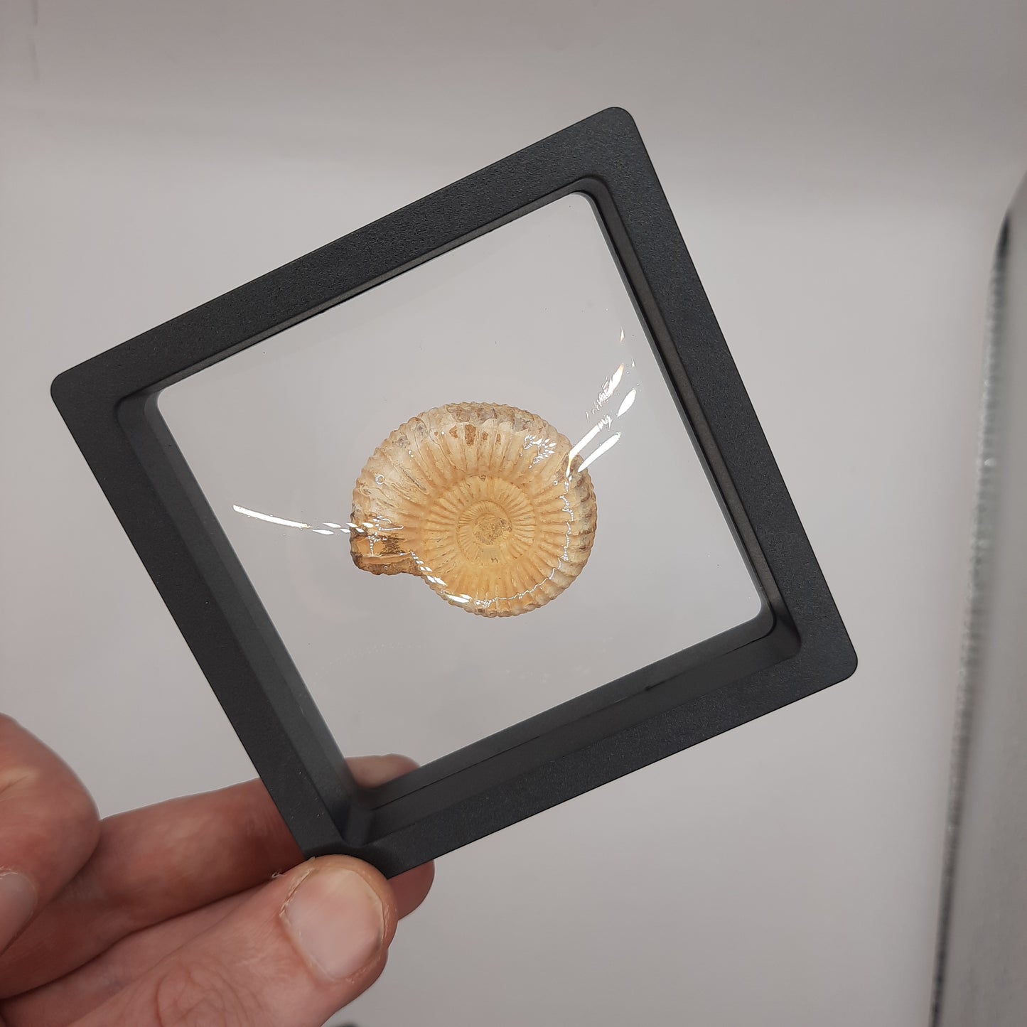 Framed Ammonite