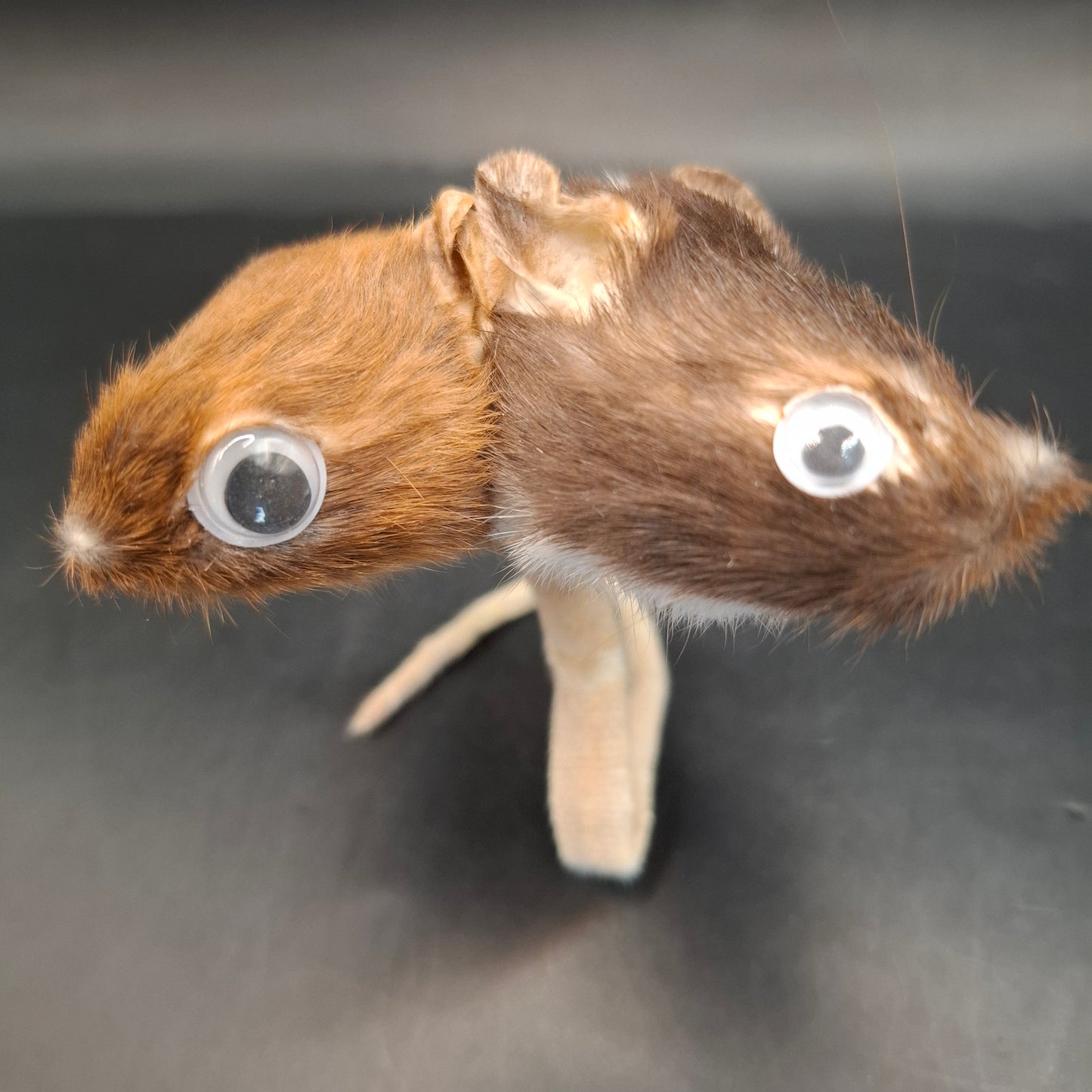 Head: Two, Tail