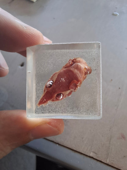 Skinned Mouse Heads