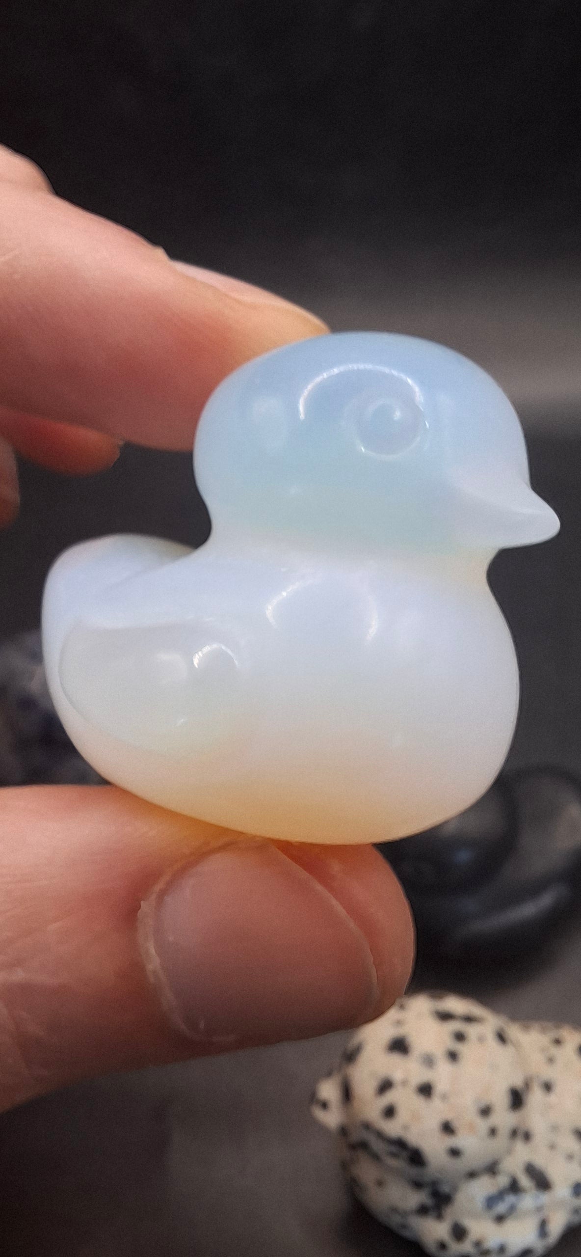 Rock Ducks