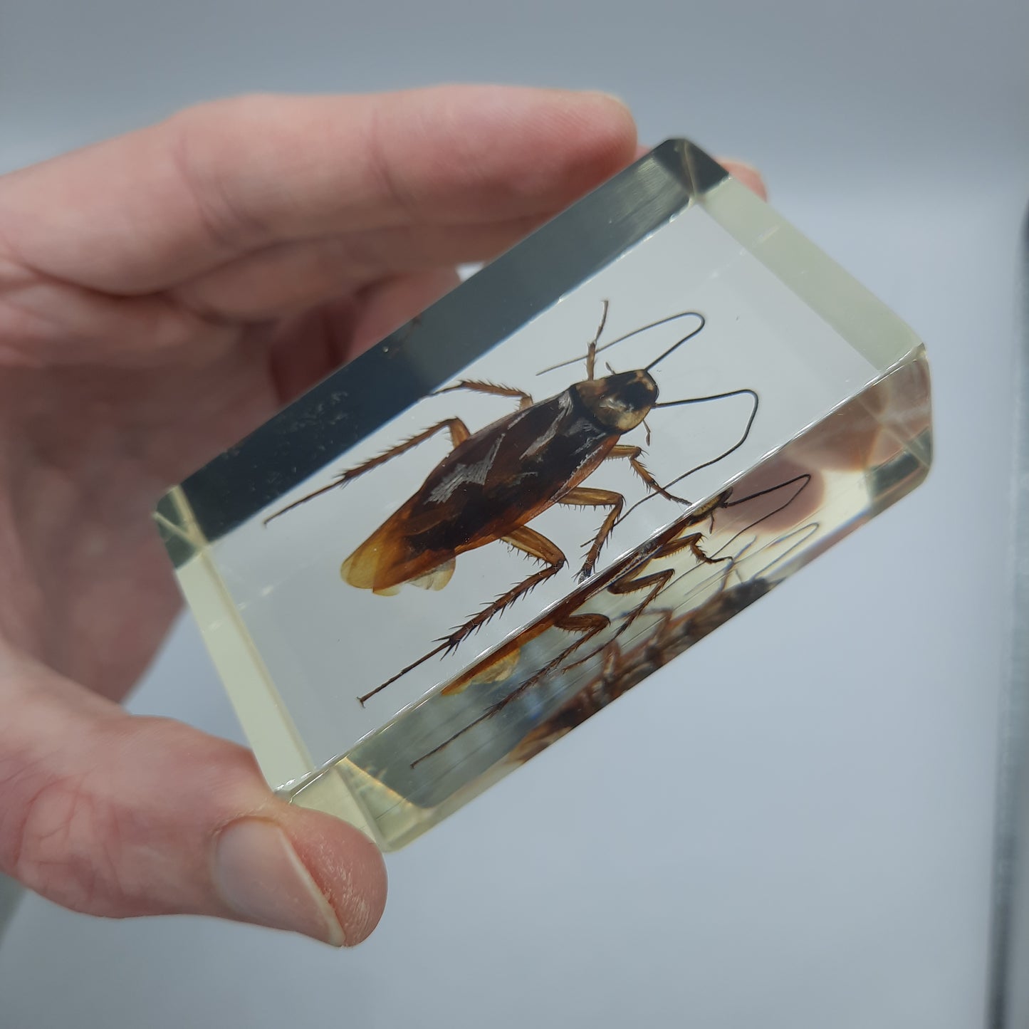 Insect Specimens RELOADED